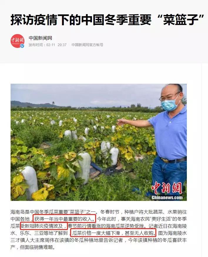 香甜的大芒果海南贵妃芒,芒果味浓郁贵妃芒