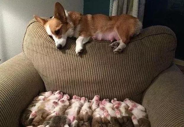 土狗怎么挑选狗王,六个小土狗如何挑狗王