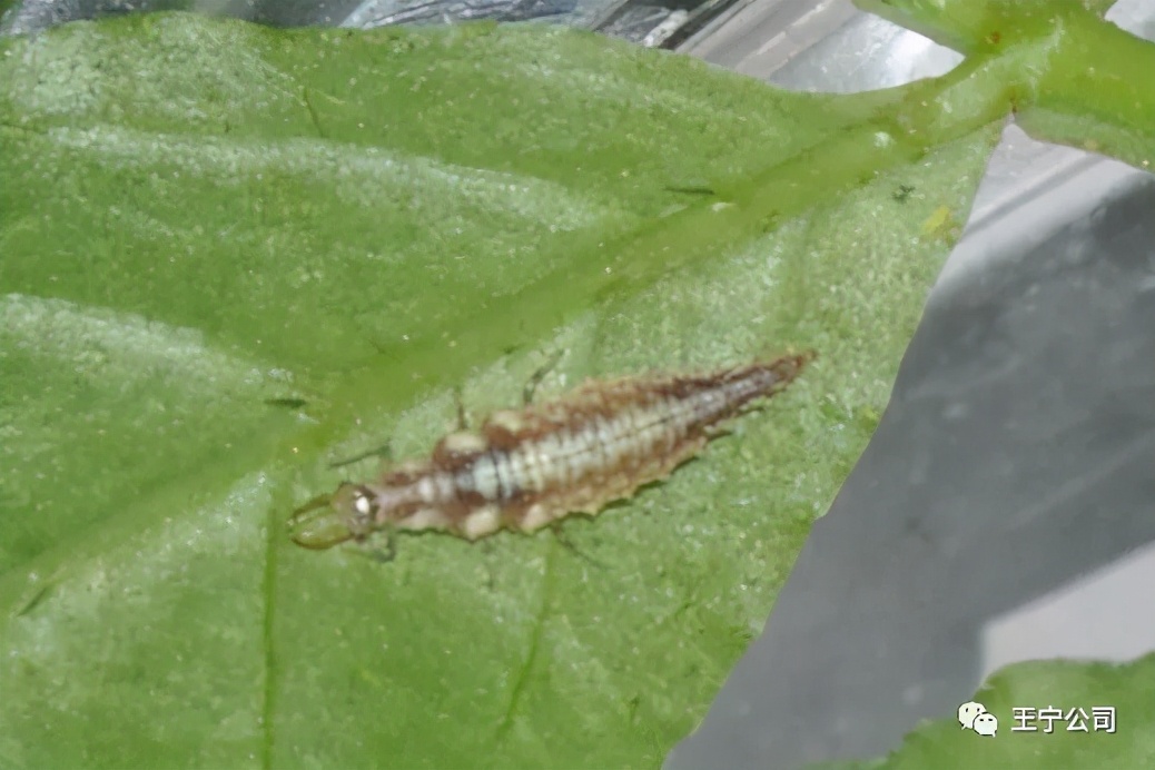 夏播玉米虫害图片大全,玉米虫害图谱高清大图