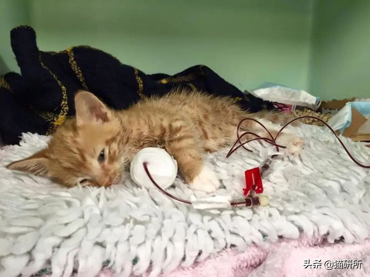 猫咪大部分是什么血型,猫咪的血型有哪几种