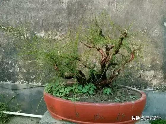 岗松有几个品种,岗松盆景的寓意是什么