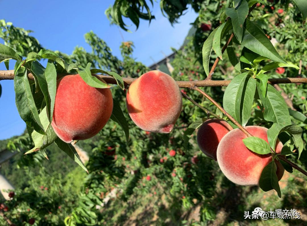 桃子采摘园十堰,十堰摘桃好去处