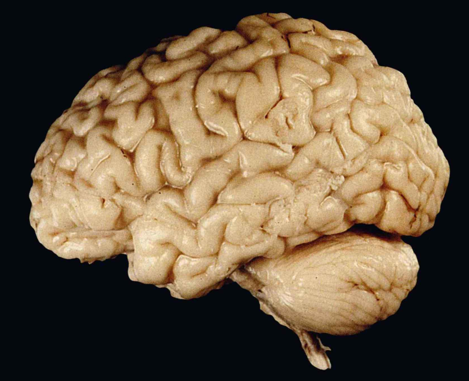 心理学的生物学基础知识,生物心理学知识书籍
