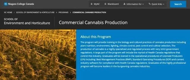 加拿大：*麻大**滞销，帮帮我们