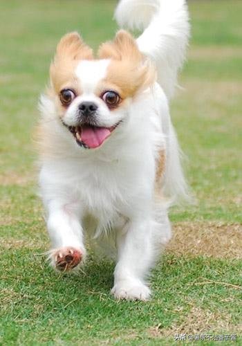 高颜值肌肉奶狗,什么样的小奶狗最可爱