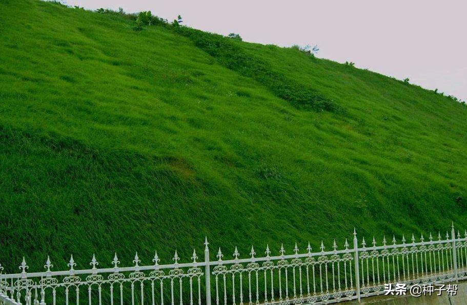 混播草坪哪种最好,什么草坪品种适合混播