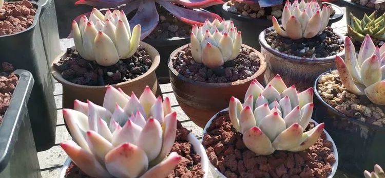 养多肉植物修身养性,多肉的习性和日常养护方法