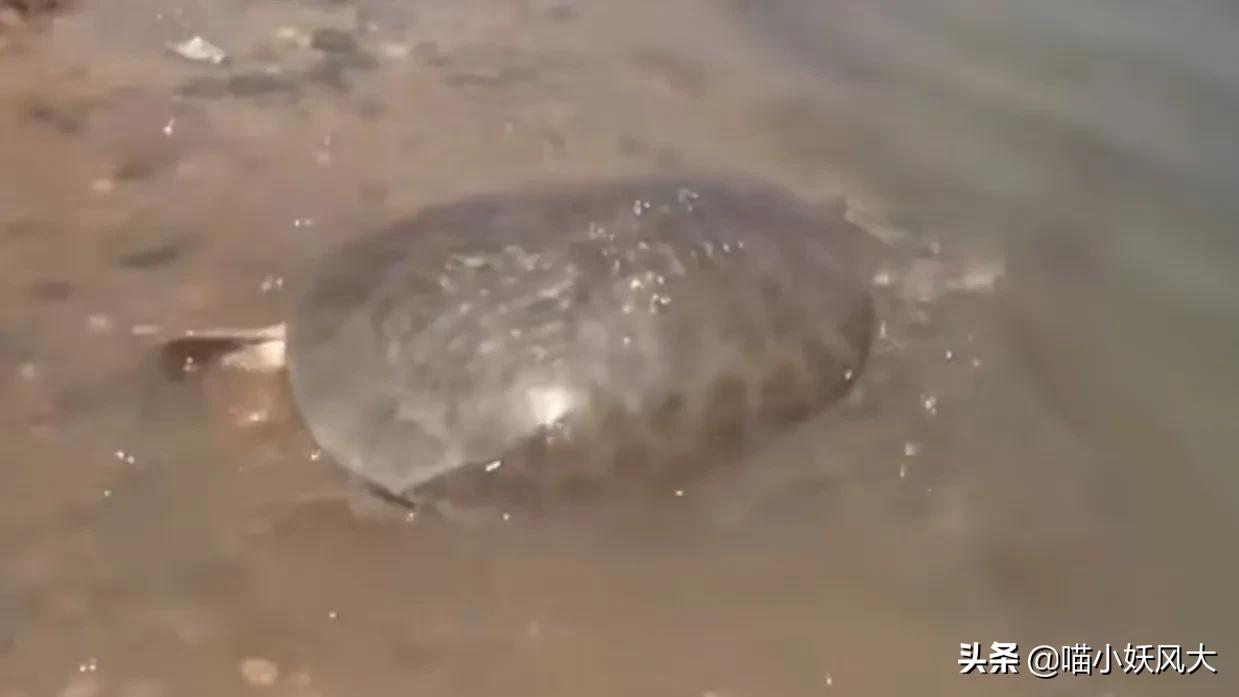 46斤百年巨鳖上岸被捉,百年巨鳖夜晚上岸被活捉