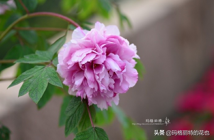 历史悠久的十大名花（海量美图），你选哪个做国花？