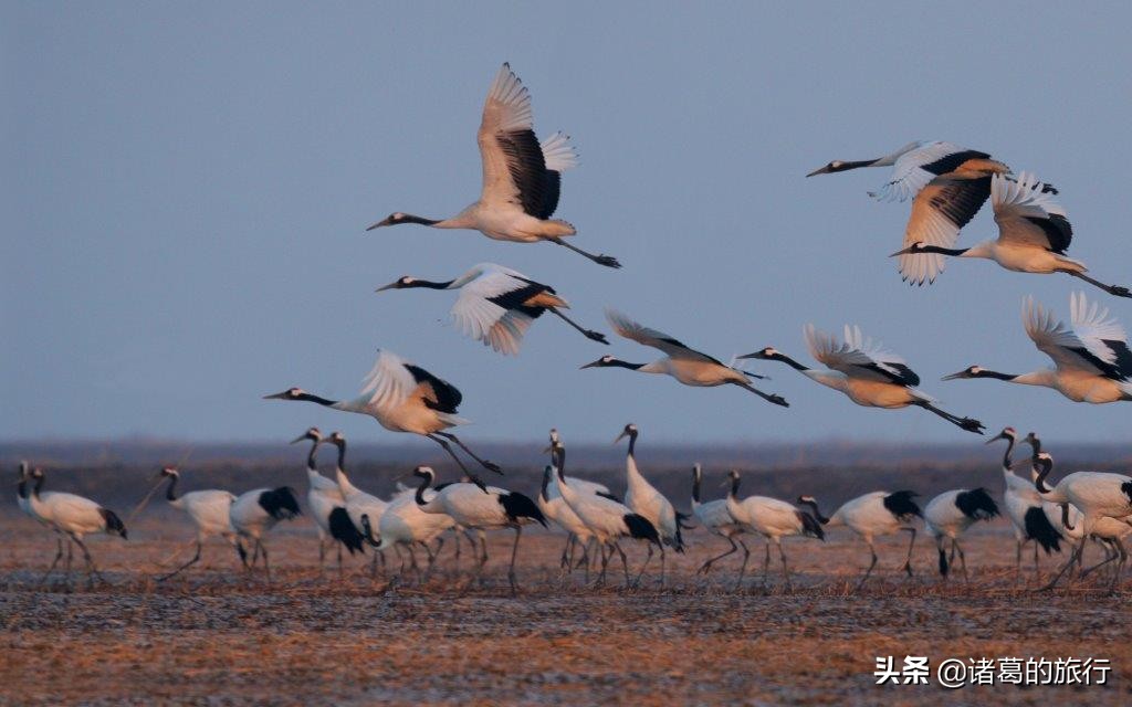 盘锦红色海滩美景,这个秋天一定要去海边看看