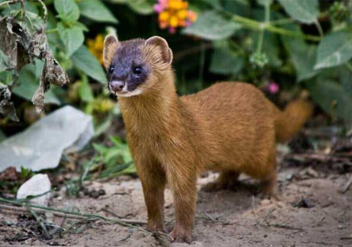 黄鼠狼老是偷鸡科学处理办法,黄鼠狼老是来偷鸡怎么回事
