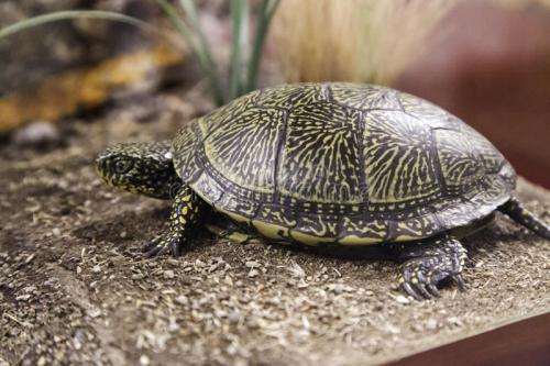 新到家的龟胆子小一有动静就不动,新龟到家总是撞水缸想出去怎么办
