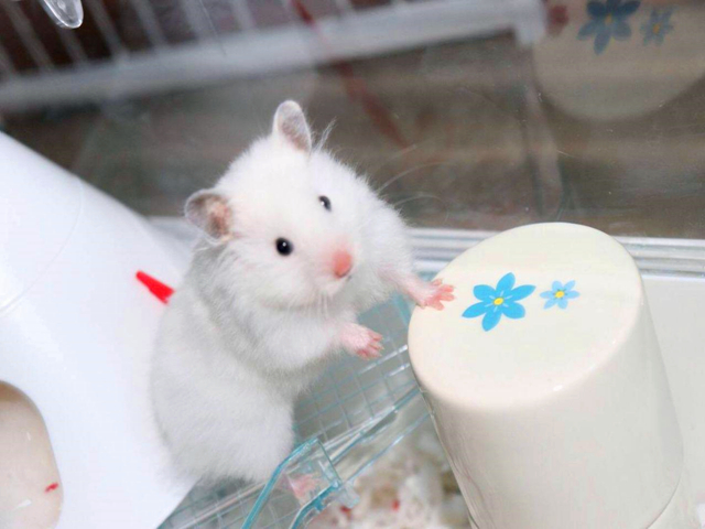 仓鼠防止生病的食物,仓鼠饲养必需品