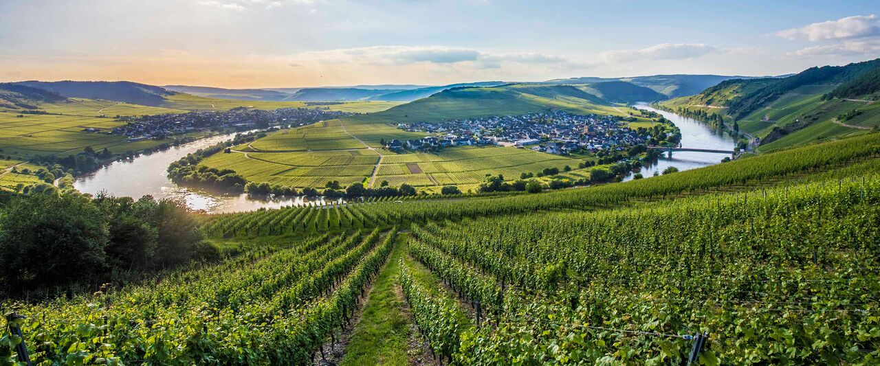 德国雷司令葡萄酒二十年多少钱,德国伊斯特雷司令白葡萄酒