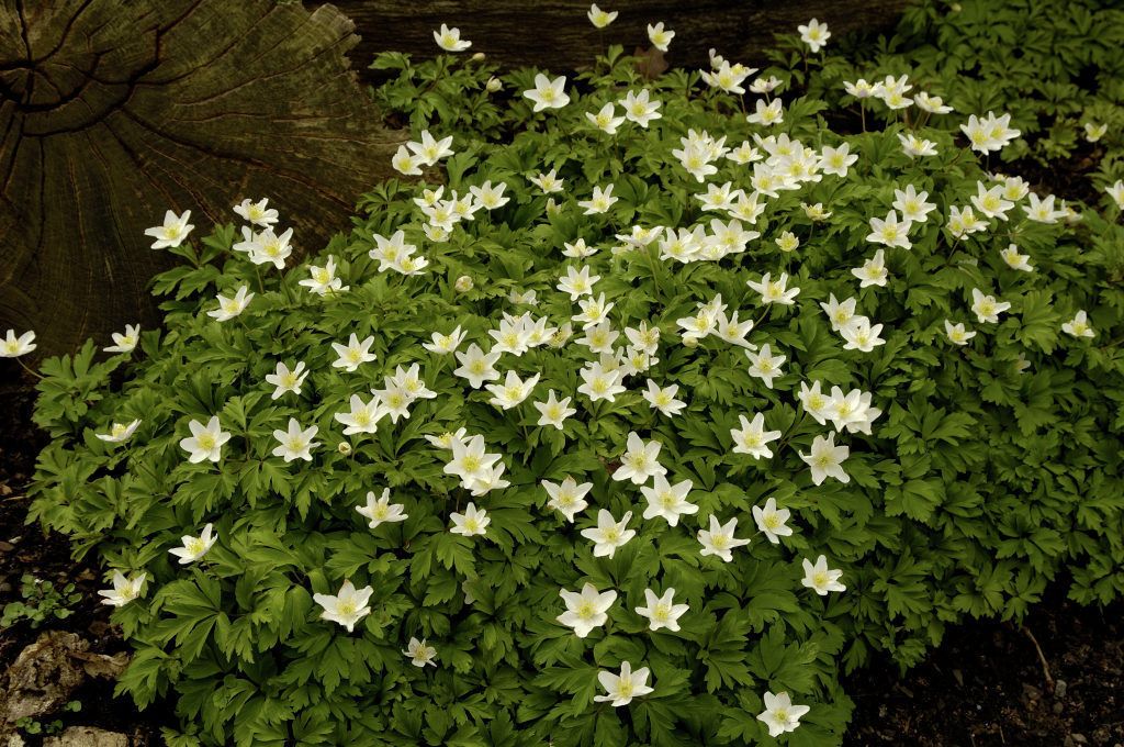 什么花适合送生日花,你的生日代表的花朵及寓意图片