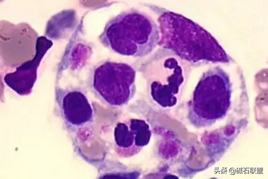 揭秘宠物医院检查项目之便检：什么是便检，为什么狗需要做便检？