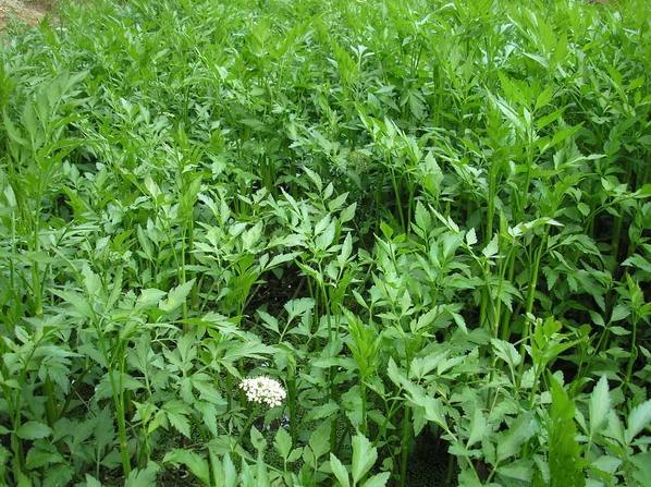 农村的野花野草哪几种可以吃,常见的野花野草却是农家之宝