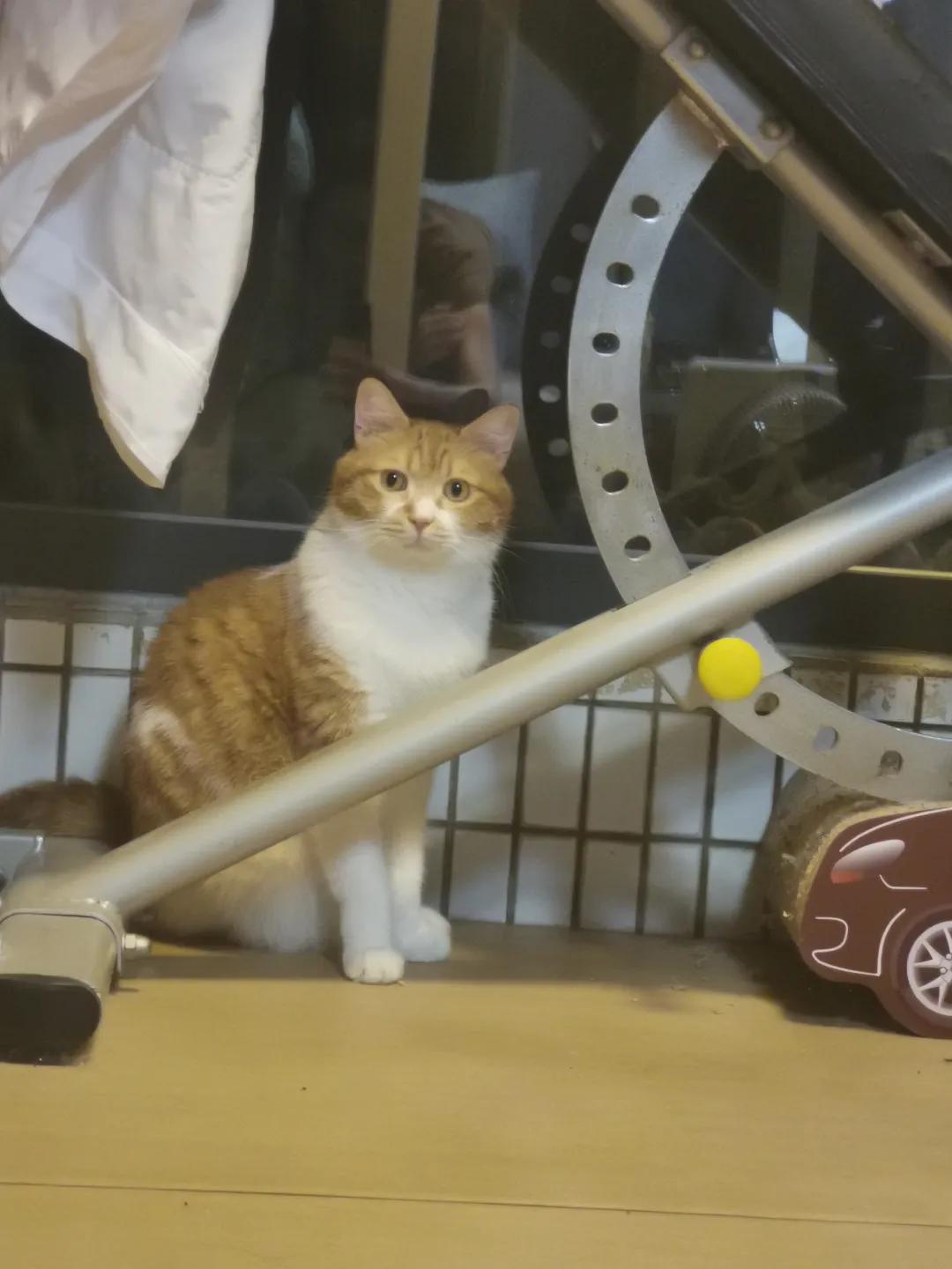 大橘猫和主人被骚扰,橘猫被主人骚扰