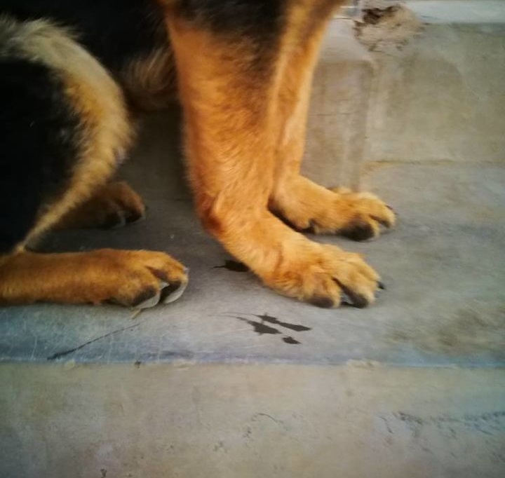 狗狗爪子为什么不能摸,狗狗的爪子容易伤人怎么办