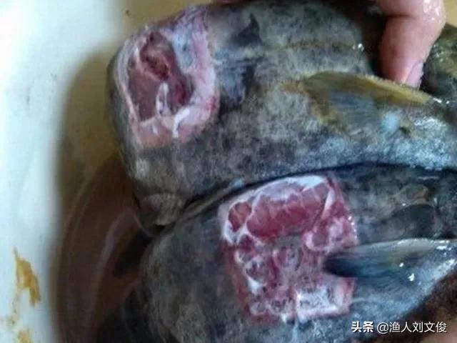 黄颡鱼烂鳃是怎么回事,黄颡鱼腐皮烂身