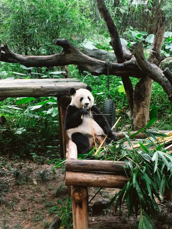 广州长隆旅游攻略自由行详细,广州长隆五一节3天2夜亲子游攻略