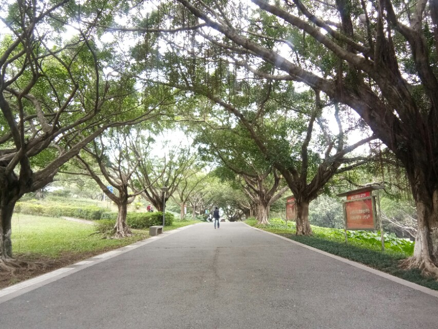 深圳宝安区灵芝公园航拍,宝安灵芝公园