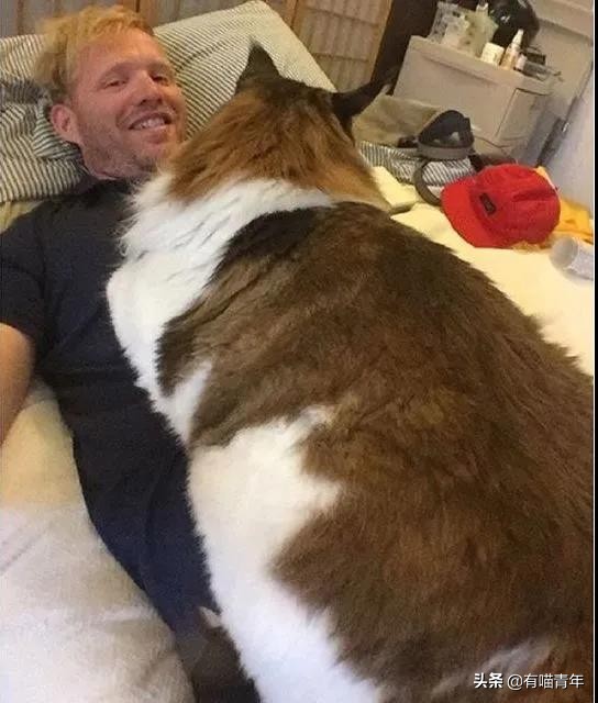 缅因猫看着很吓人但是很温柔,缅因猫真的有20万一只么