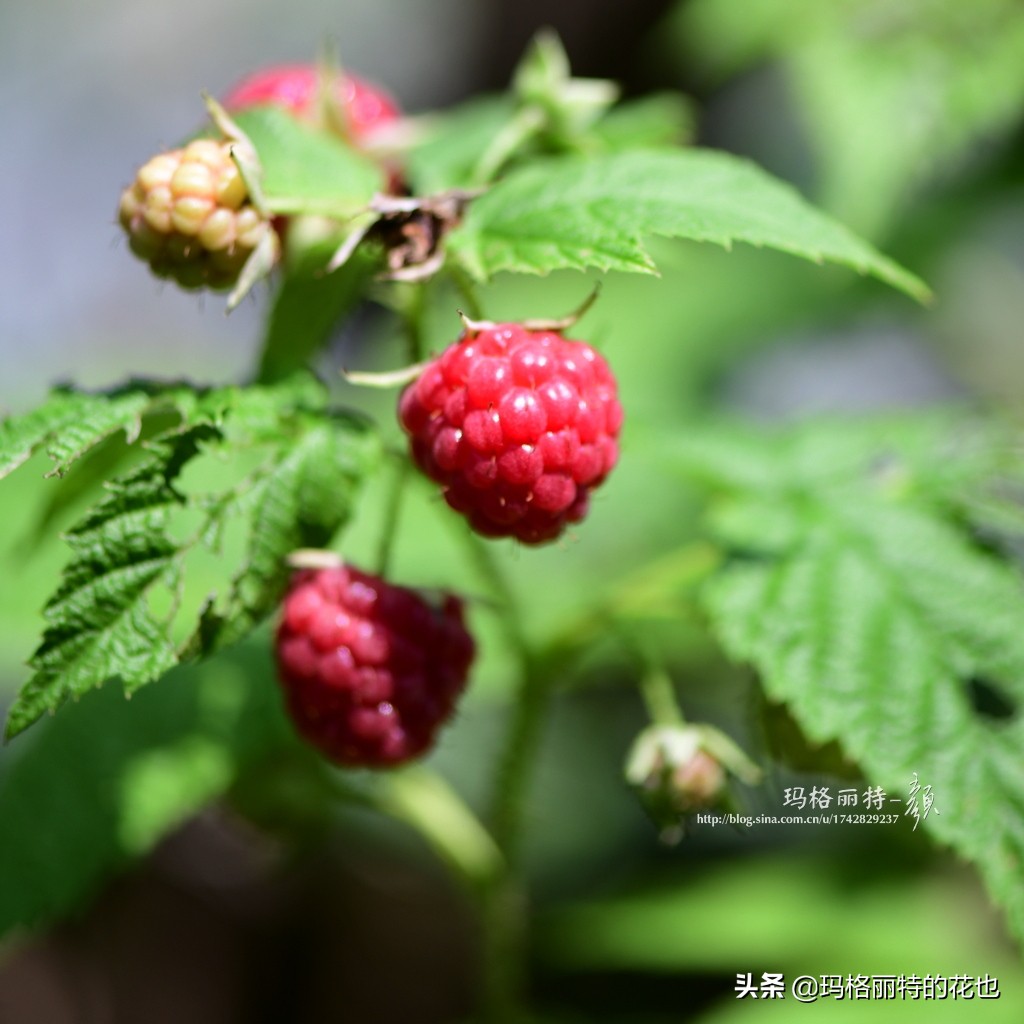 树莓在庭院怎么种植,树莓可在院子里种吗