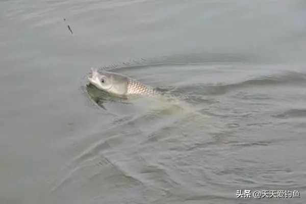 最好用的民间饵料配方,野钓常用的9个饵料配方
