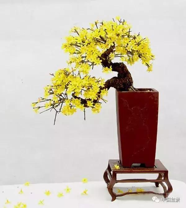 盆景植物最好养的,好养易活的盆景植物有哪些