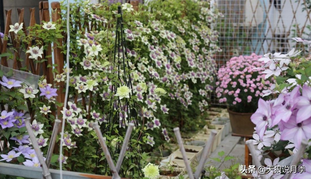 别人做梦都想要的花墙，他早就用铁线莲实现了