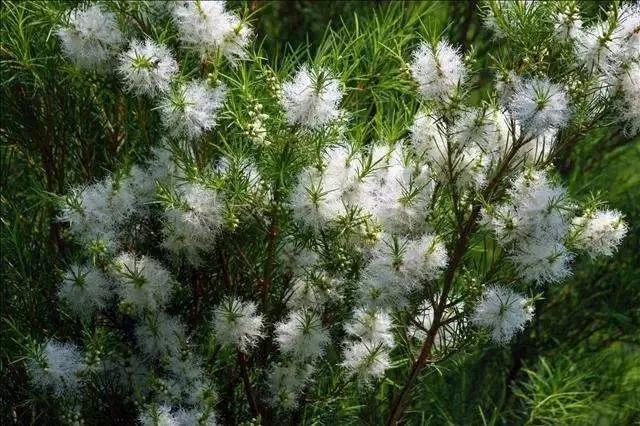 精油能抗什么病菌,精油抗病毒小妙方