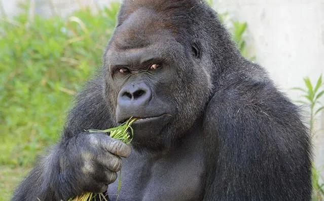 为什么度娘叫度娘,冷知识为什么百度叫度娘