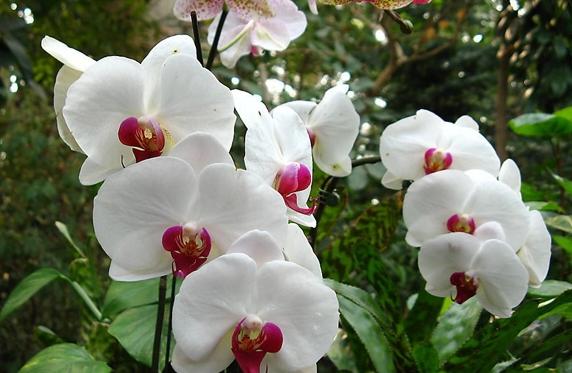 值得收藏的兰花品种有哪些图片,最好的兰花品种图片大全欣赏