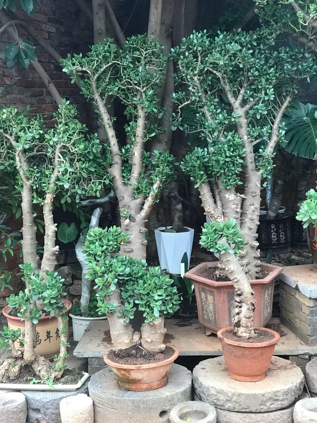 6种漂亮的富贵花好养好看还招财,6种长寿花能活一百年漂亮又吉利