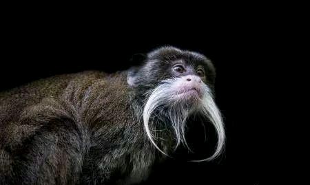 世界上最有趣的十种动物,世界上有趣的动物有哪一些