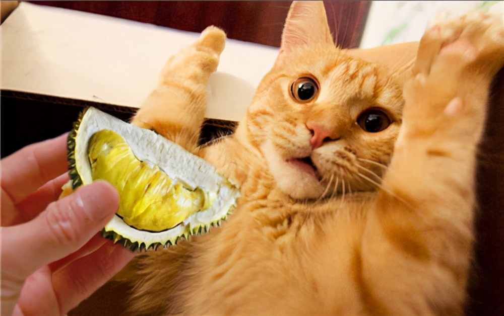 猫咪软便是什么原因怎么解决,猫咪软便的原因有哪些