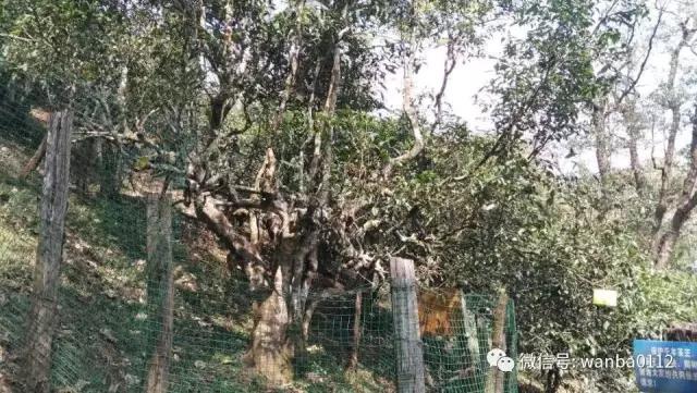 说说饮茶之情怀,缅甸境外茶