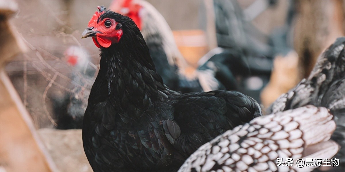 鸡球虫防治生物制剂有哪些,鸡球虫用什么中药好