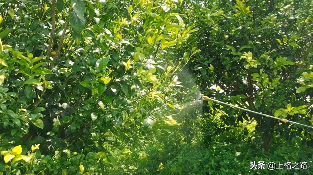 柑橘溃疡病防控口诀,丙森锌能预防柑橘溃疡病吗