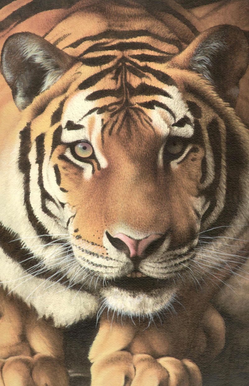 我国现存的老虎种类一览表,中国最古老的老虎是什么品种