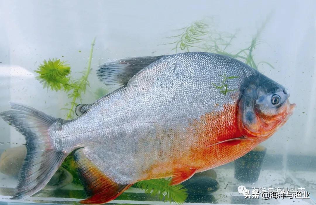 北方江河常见水生生物,陆生生物水生生物有哪些