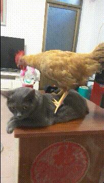 喜欢很久的小哥哥,喜欢了很久的小哥哥