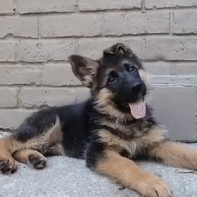 怎么判断德牧狗狗的年龄,德牧狗能活到多少岁数