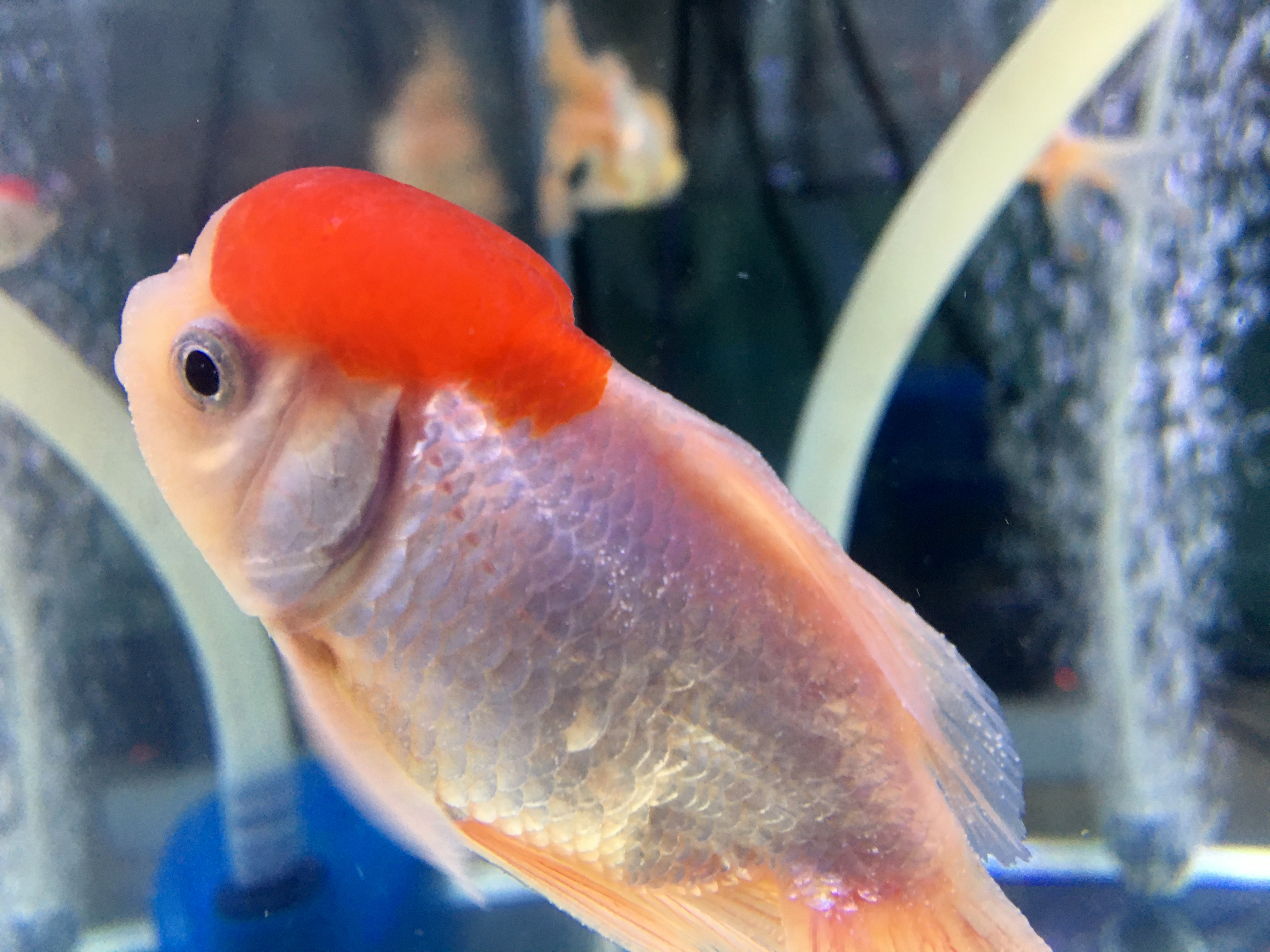 新鱼入缸细菌感染怎么治疗,新鱼水霉病怎么解决