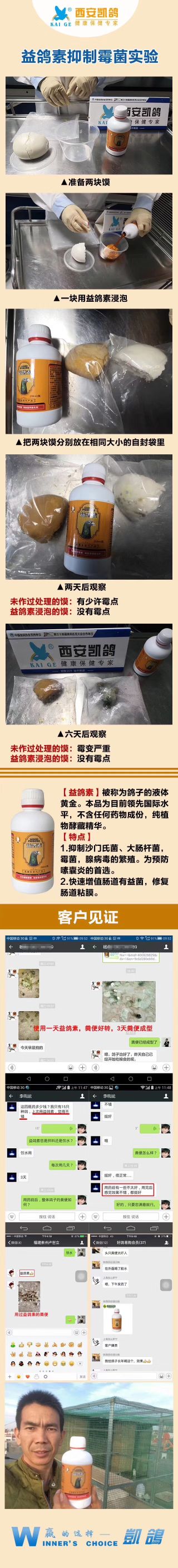 夏季养鸽注意事项,高温天信鸽状态怎么调理