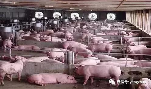 仔猪打架是怎么回事,仔猪打架用什么办法好