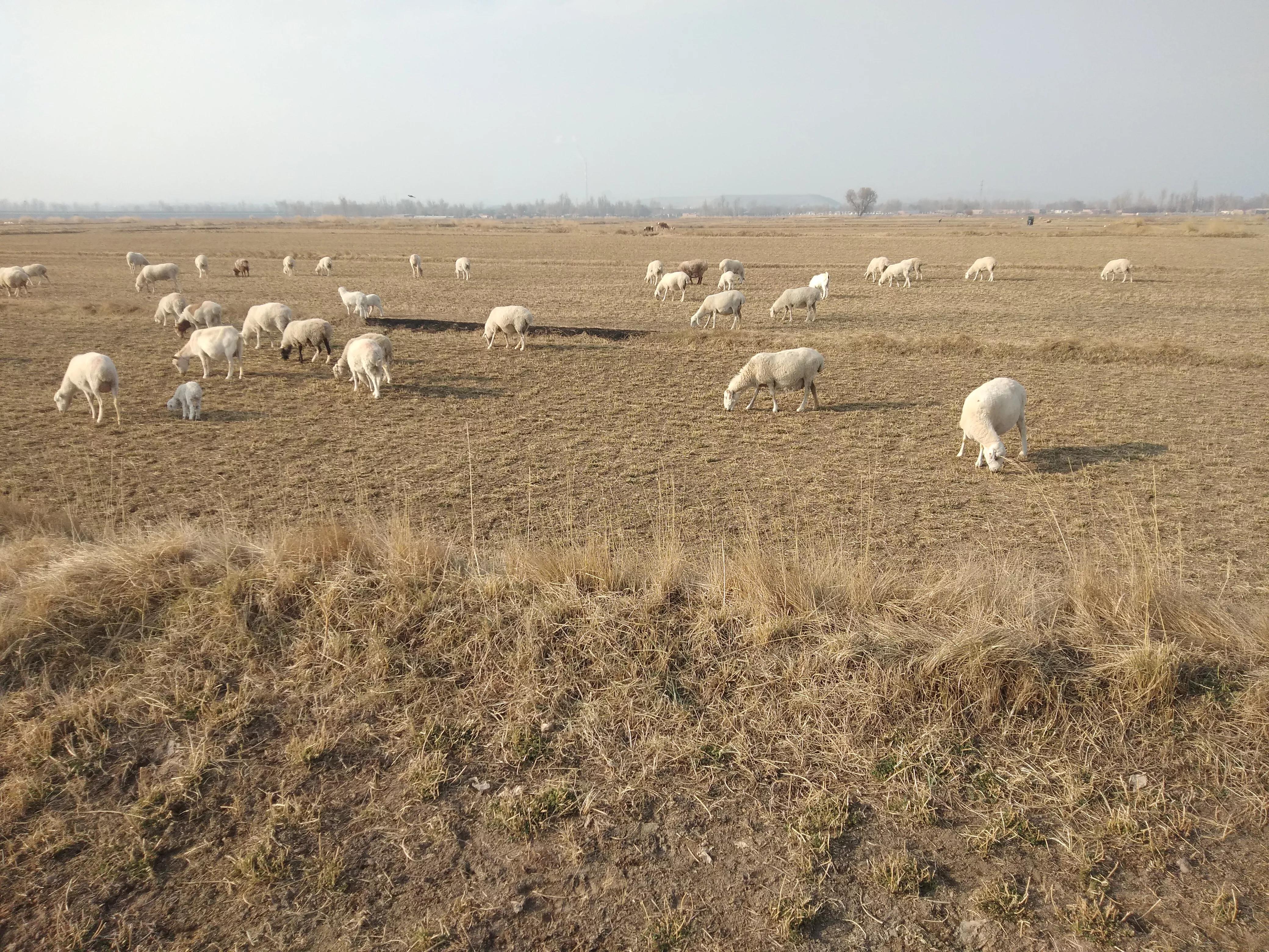 国宝小尾寒羊,小尾寒羊肉质怎么样