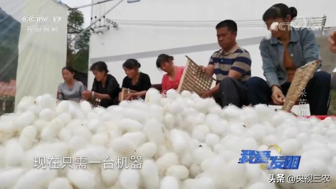 高效蚕茧脱茧机,养蚕取茧机器多少钱一台