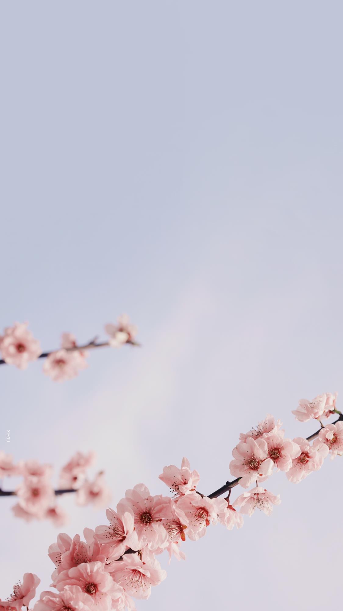 便是人间好时节壁纸,良辰美景好时光手机壁纸